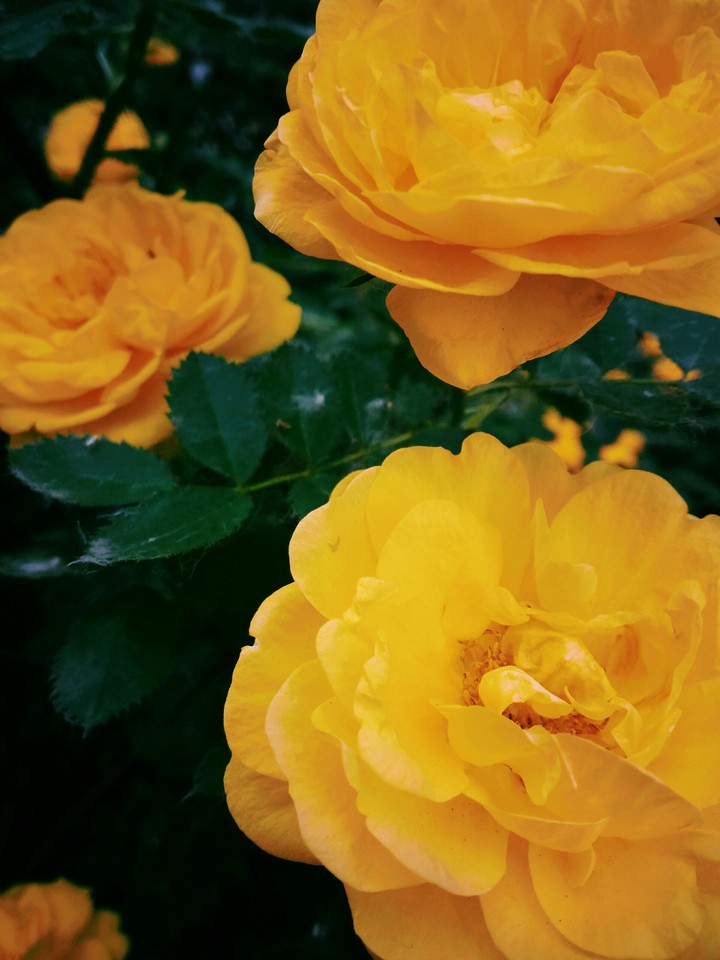 rose
