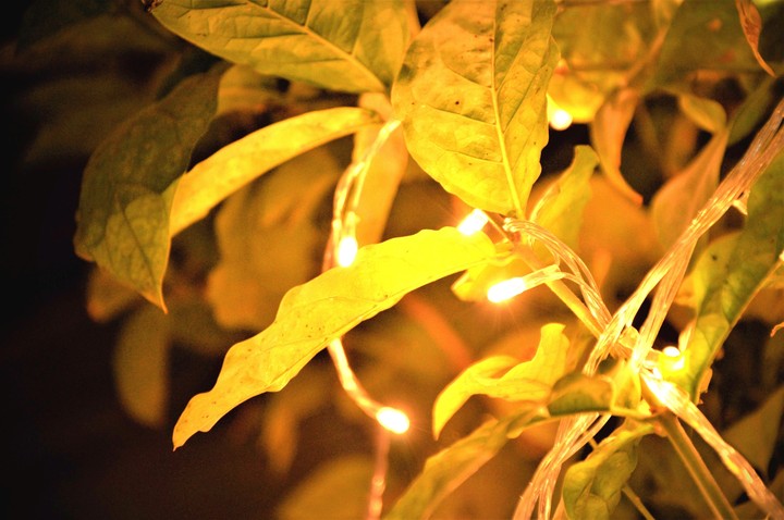 lights and plants are awsome.