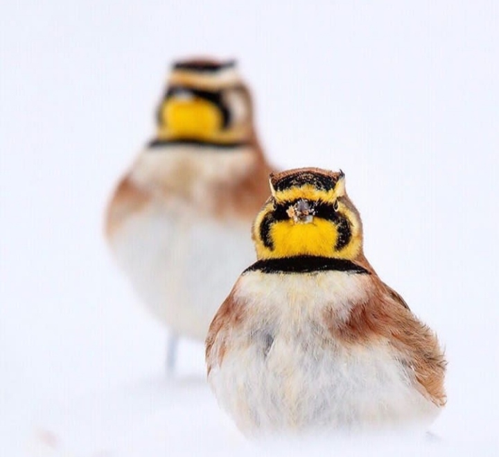 Birds