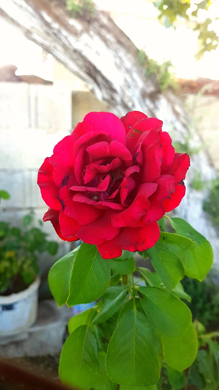 Gül