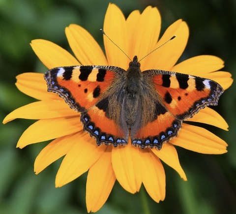 pollinator, flower वॉलपेपर