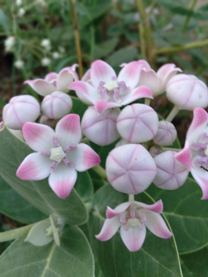Beautiful flowers
