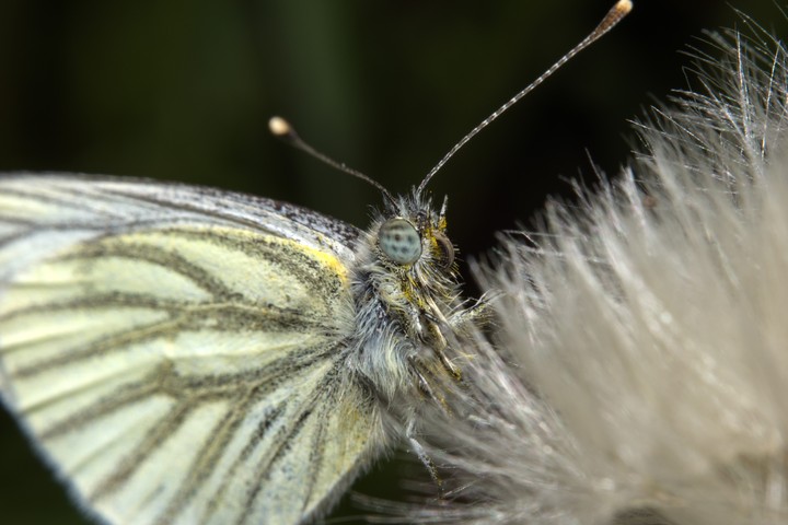 baterfly
