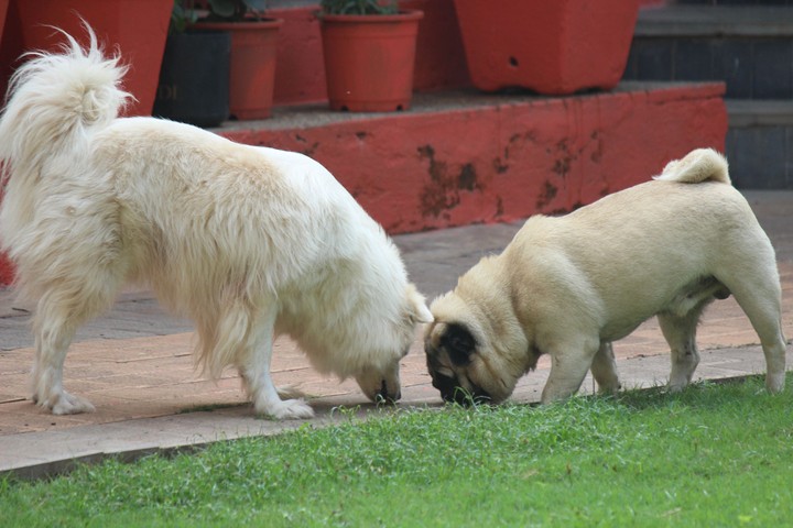 my dogs