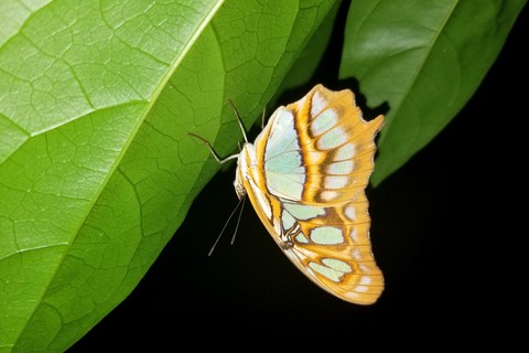 MARIPOSA DURMIENDO, SAN LORENZO, GRO.