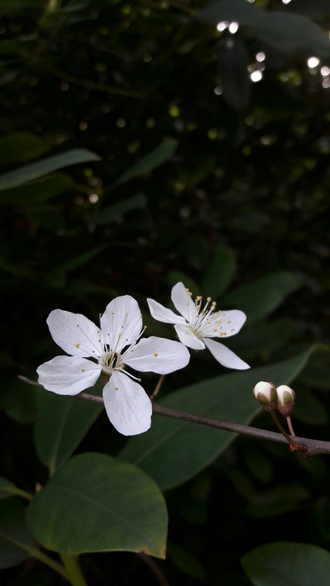 Japan plant