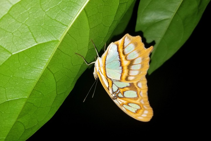 MARIPOSA DURMIENDO, SAN LORENZO, GRO.
