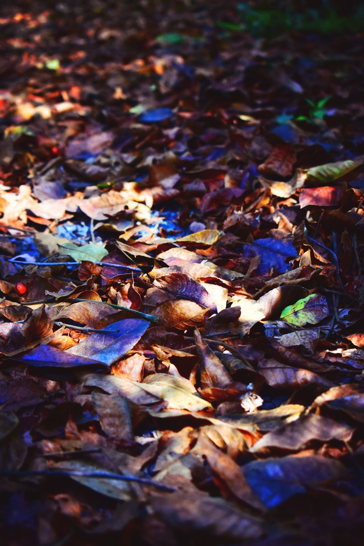 Nature