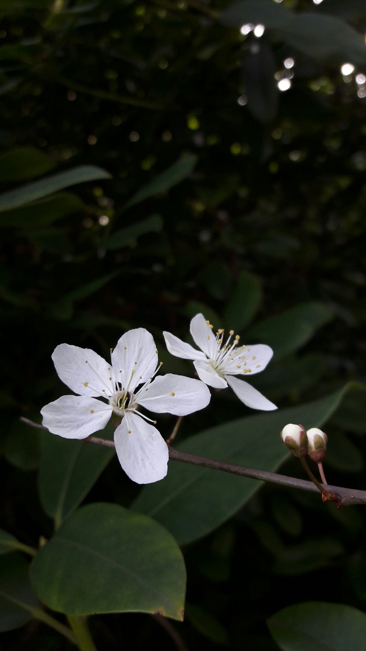 Japan plant