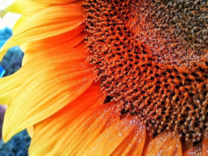 Sun Flower