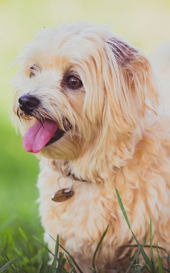 dog
