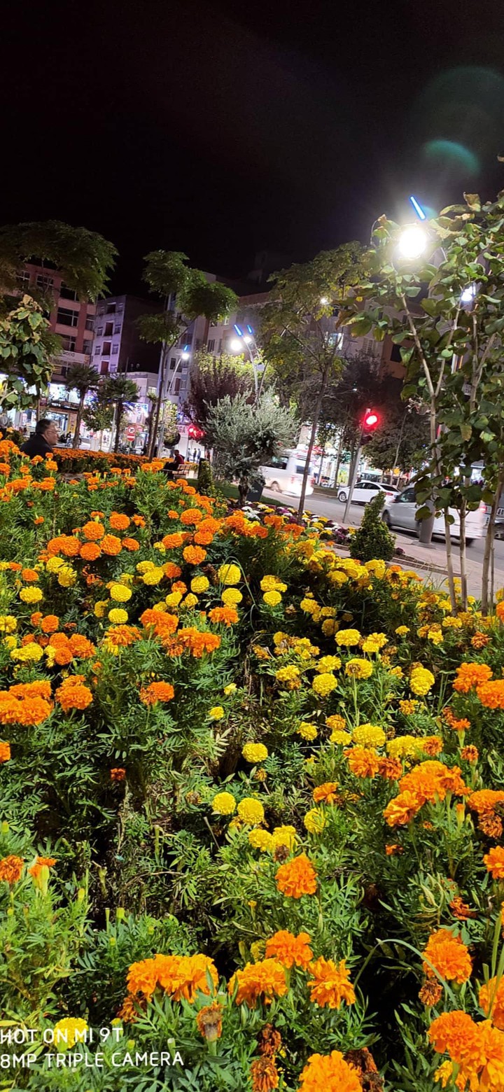flower garden
