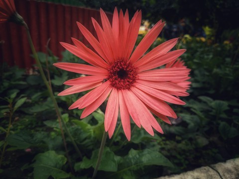 Backyard Garden