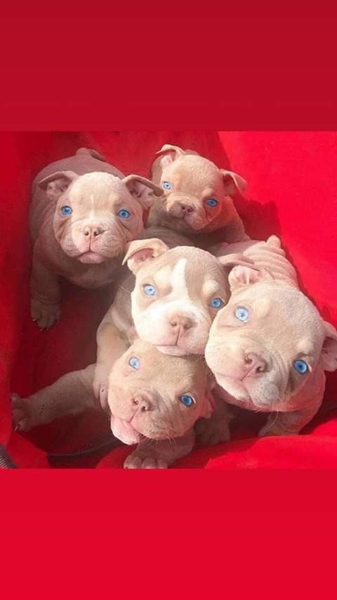 Hermosos