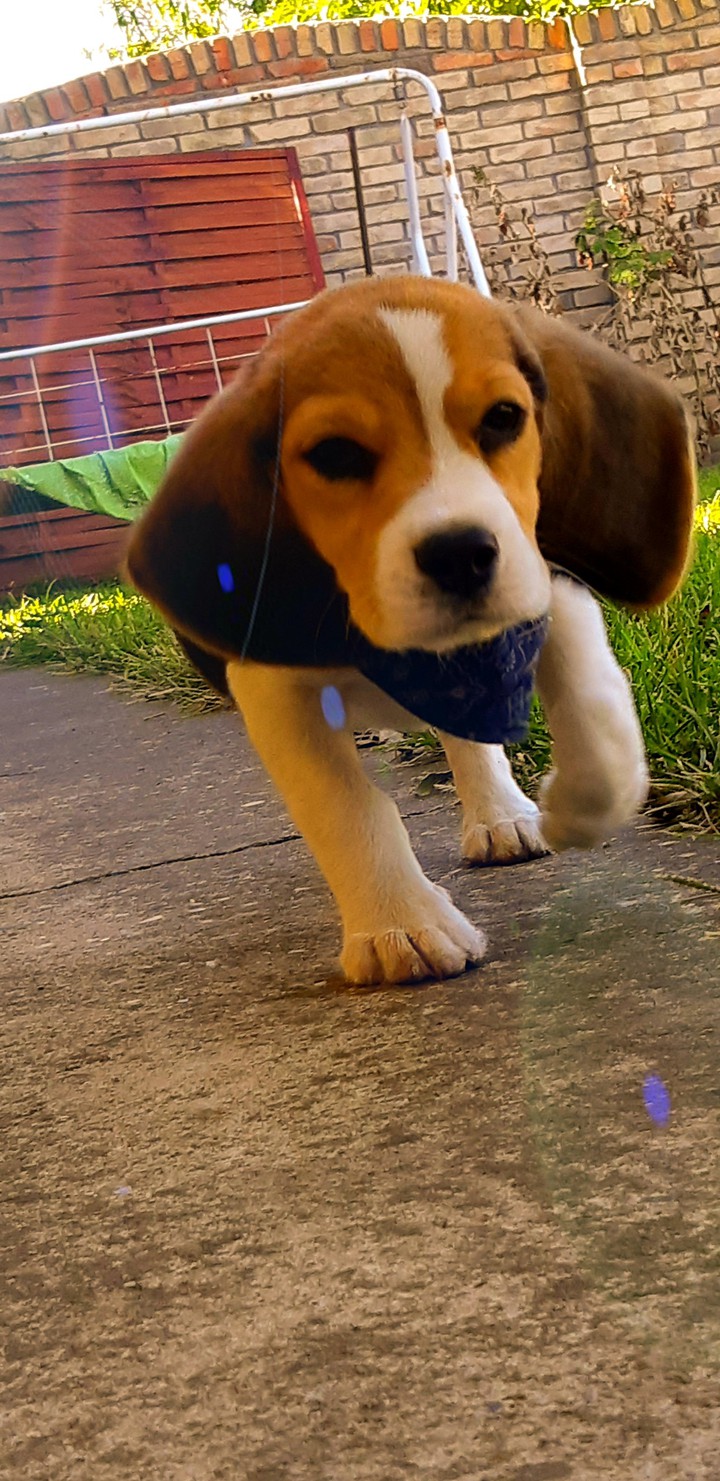 love my dog 5