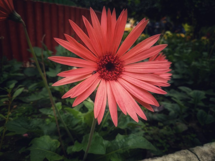 Backyard Garden