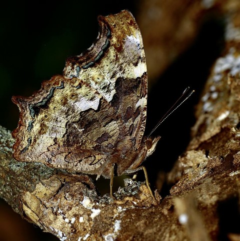 insect, pollinator桌布