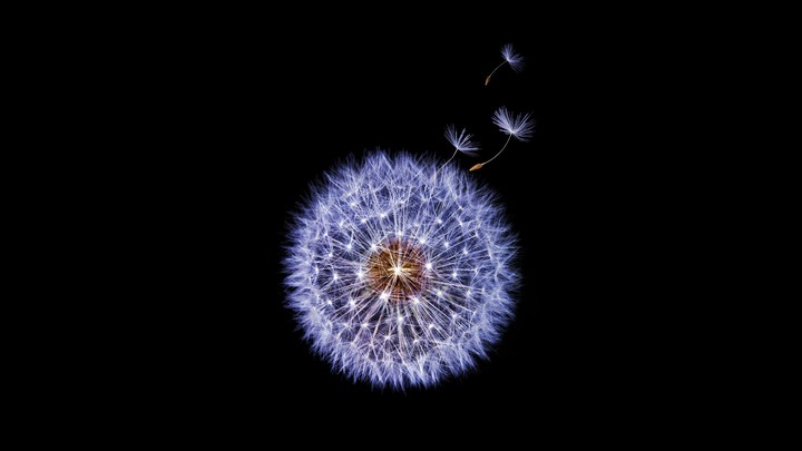 Dandelion Flower
