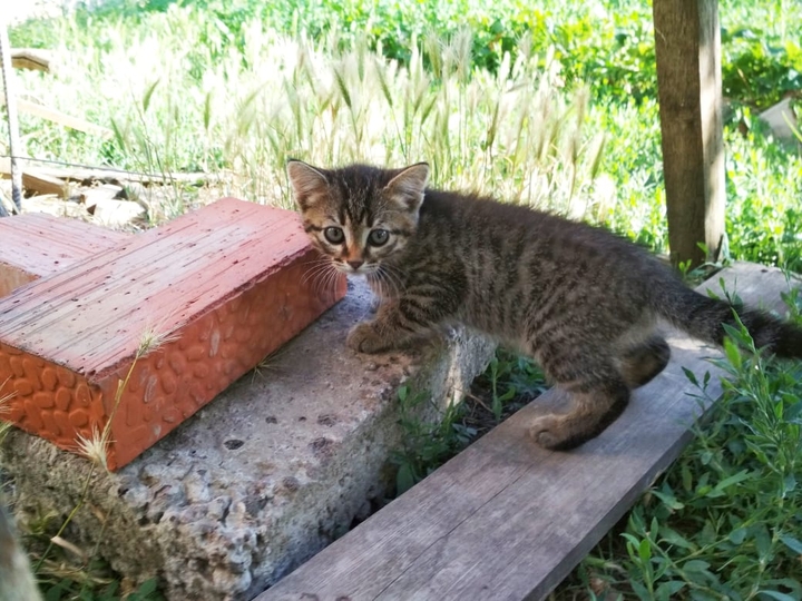 кошка