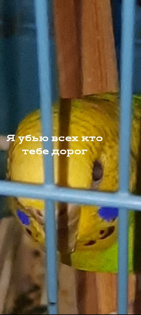 это мой папуг