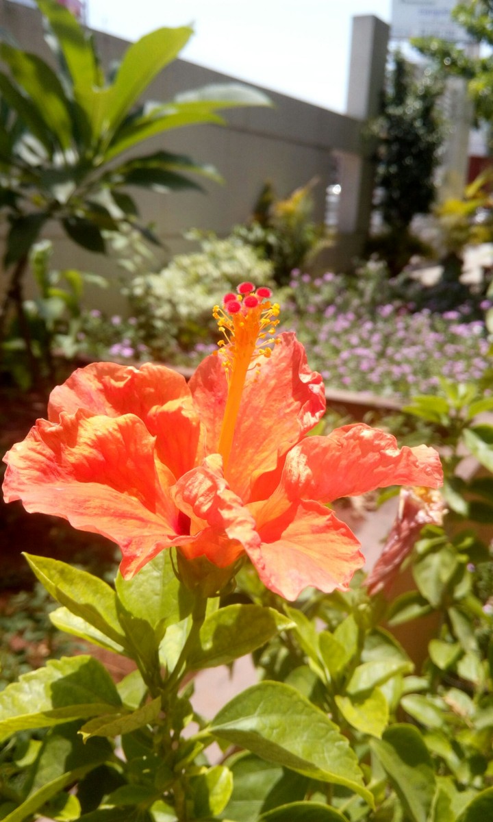 flower
