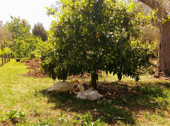 Gooses in garden