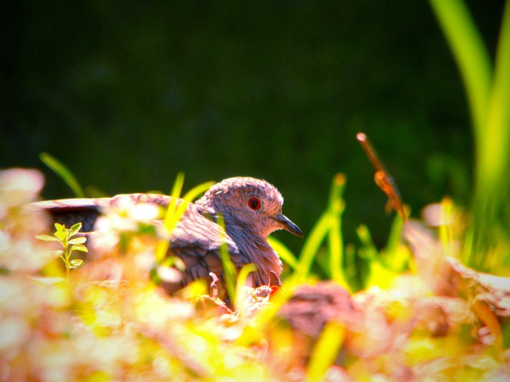 Red eye