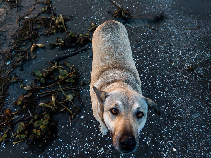 dog ?