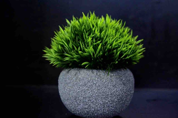 grass
