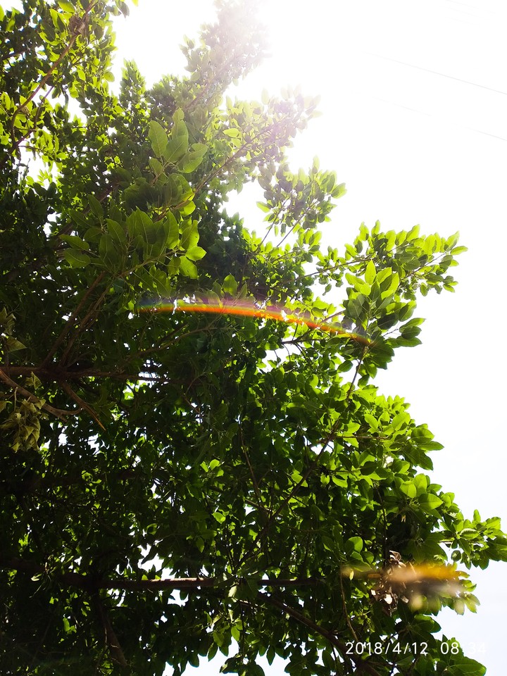 Tree.
