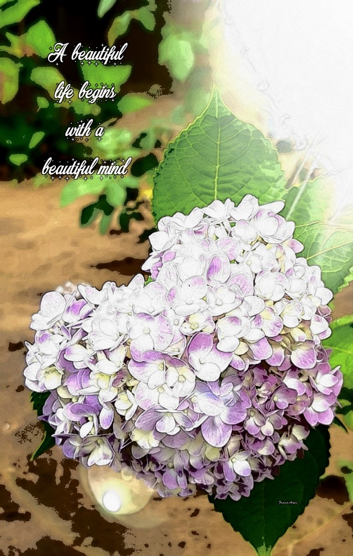Hydrangea