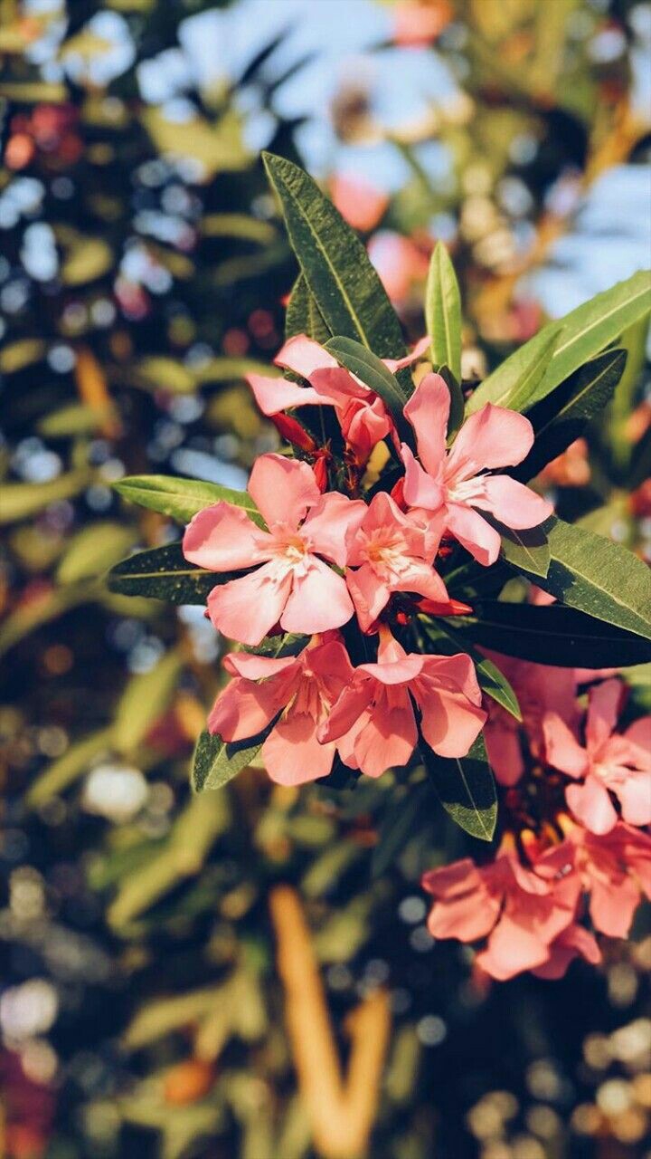 ♥♥