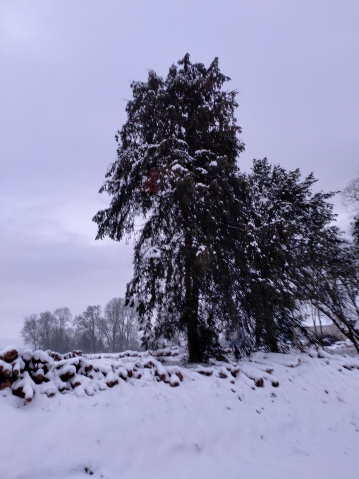paysage enneigé