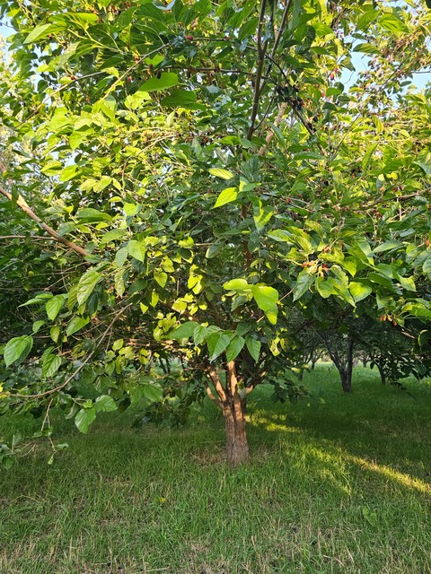 обои twig, shrub