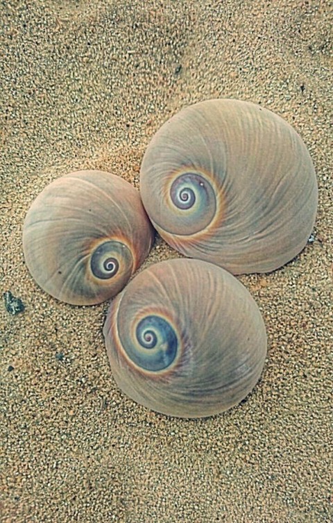 tapety nautilida, snail