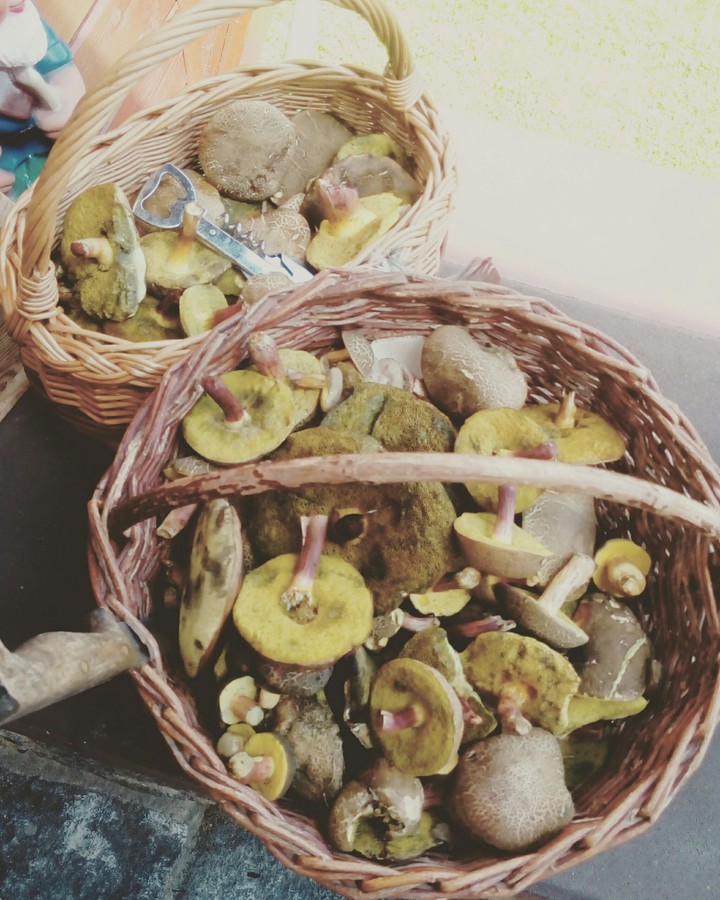 mushrooms 
