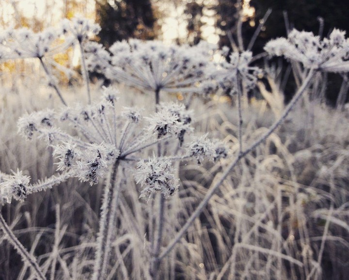 Frost