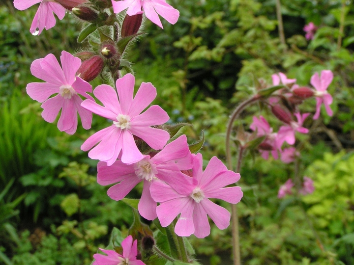 wildflowers