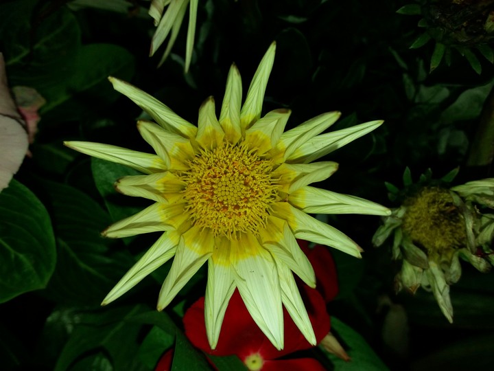 flower