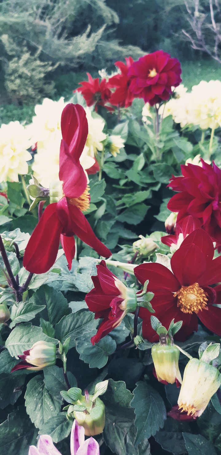 flowers