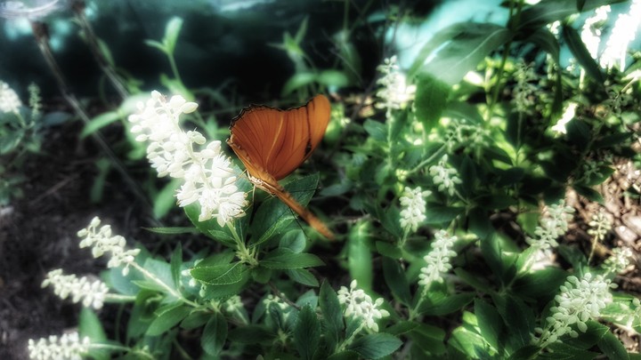 Butterfly