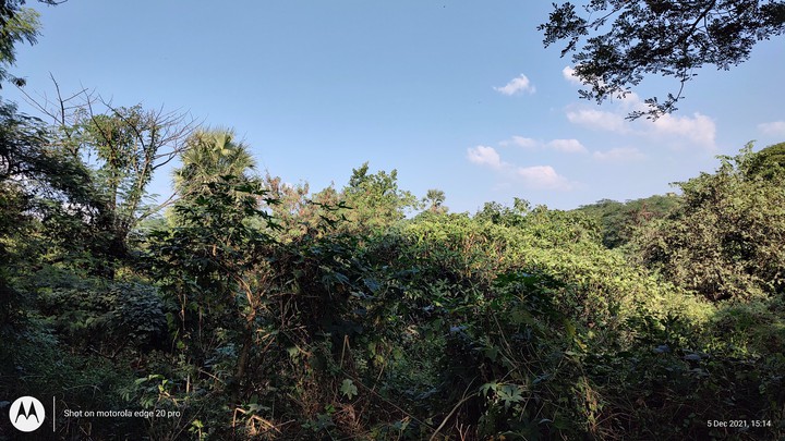 forest