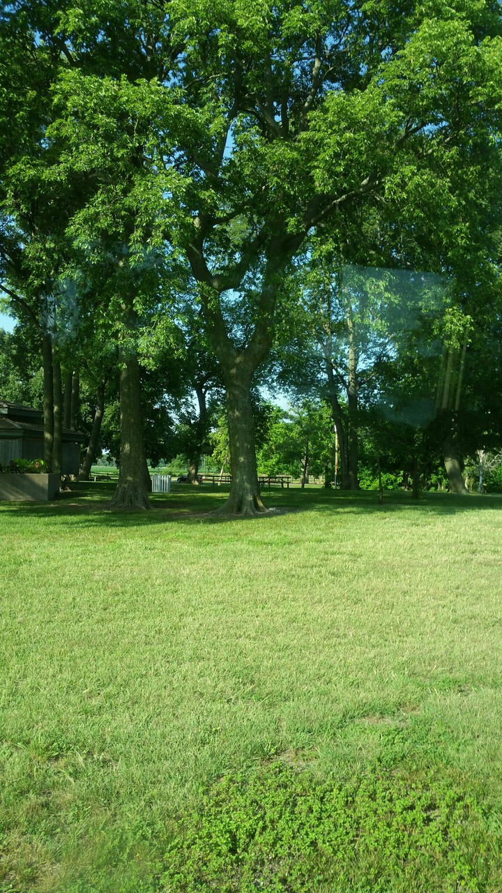 picnic