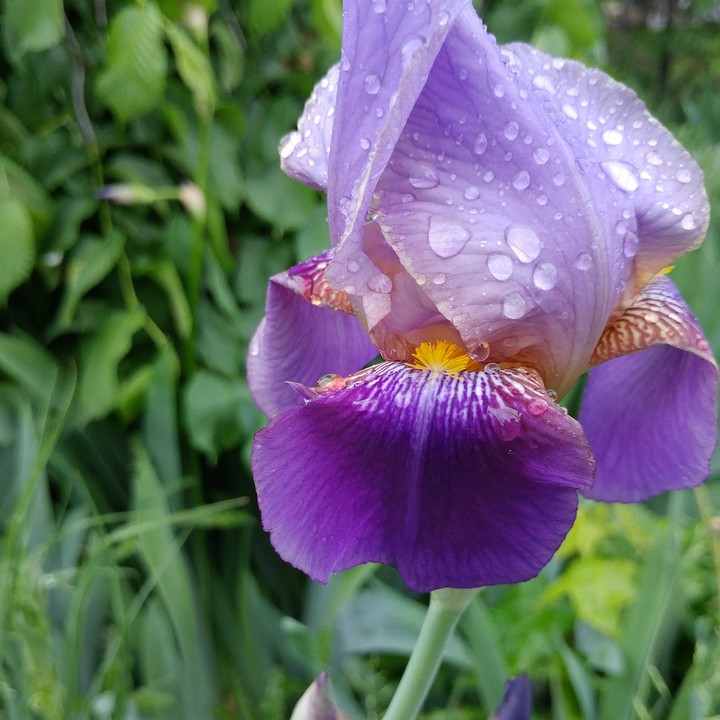 Rainbow on an iris