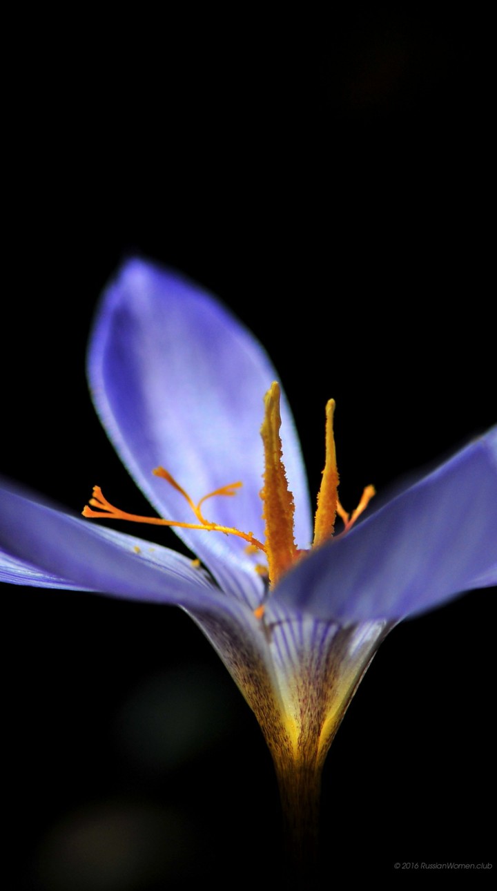 purple flower