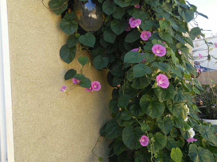 climbing glories