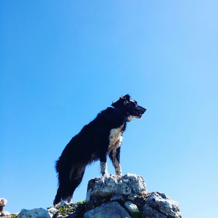 dog