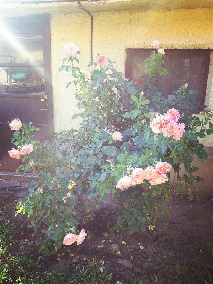 Roses