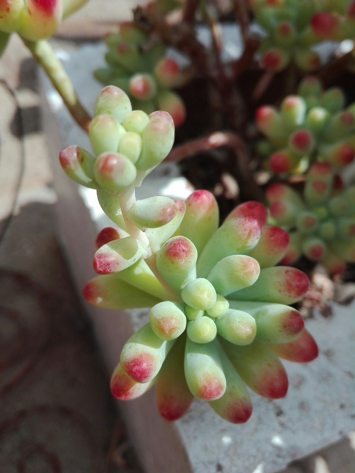 dessert plant
