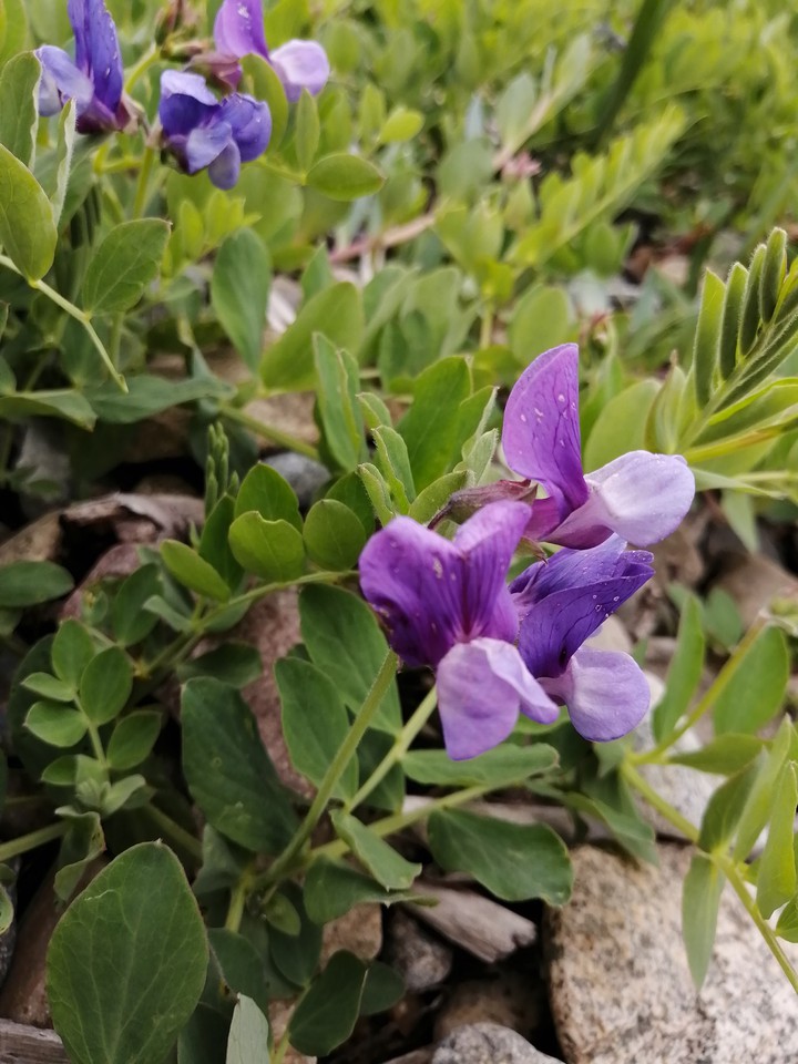 Северное цветение